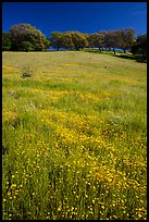 Wildflowers, grasses, and oaks, Pacheco State Park. California, USA ( color)