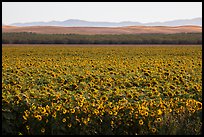 Sunflower field and hills. California, USA ( color)