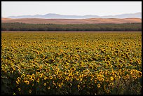 Sunflower field and hills. California, USA ( color)