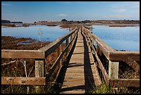 Boardwalk, Elkhorn Slough. California, USA ( color)