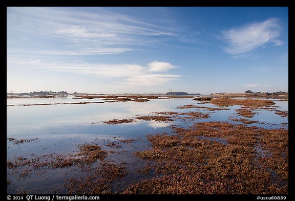 Elkhorn Slough. California, USA (color)