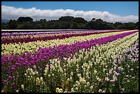 Flower fields. Lompoc, California, USA ( color)