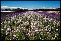 Valley of flowers. Lompoc, California, USA ( color)