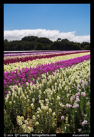 Commercial flower field. Lompoc, California, USA (color)