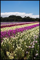 Commercial flower field. Lompoc, California, USA ( color)
