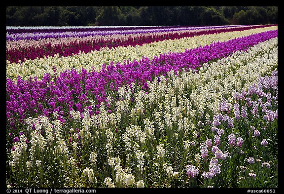 Field with rows of flowers. Lompoc, California, USA (color)
