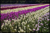 Field with rows of flowers. Lompoc, California, USA ( color)