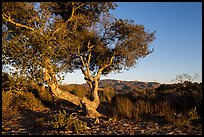 Tree and hills at sunset. California, USA ( color)