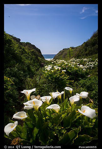 Calla Lillies, Garrapata State Park. Big Sur, California, USA (color)