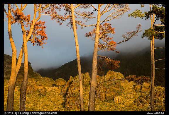 Trees in sunlight and hills in fog, Los Padres National Forest. Big Sur, California, USA (color)