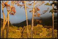 Trees in sunlight and hills in fog, Los Padres National Forest. Big Sur, California, USA ( color)