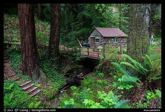 Cabin in the redwood forest. Big Sur, California, USA (color)