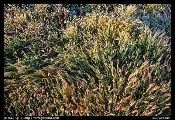Grasses. Carrizo Plain National Monument, California, USA (color)