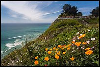 Poppies and motel rooms overlooking Pacific Ocean, Lucia. Big Sur, California, USA ( color)