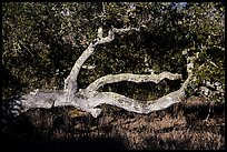 Branches and trunk. California, USA ( color)