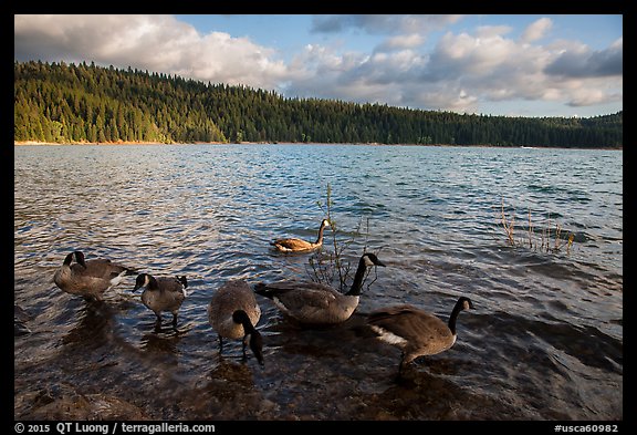 Geese, Jenkinson Lake. California, USA (color)