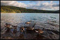 Geese, Jenkinson Lake. California, USA ( color)