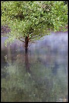 Tree rising out of water, Jenkinson Lake, Pollock Pines. California, USA ( color)