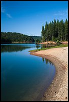 Lakeshore and pines, Jenkinson Lake. California, USA ( color)