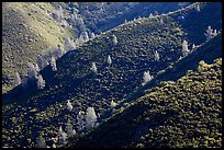 Hills and trees, Merced River Canyon. California, USA ( color)