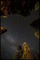 Stary sky and pine treetops. California, USA ( color)