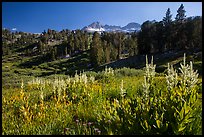 Meadows, trees, and Sierra Nevada crest, Twenty Lakes Basin. California, USA ( color)