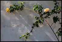 Roses in memorial garden, Cesar Chavez National Monument, Keene. California, USA ( color)