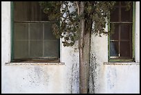 Old windows and tree, La Paz, Cesar Chavez National Monument, Keene. California, USA ( color)