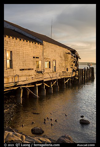Ruined Wharf and ducks, Bodega Bay. Sonoma Coast, California, USA (color)