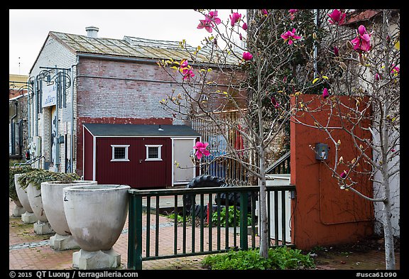 Magnolia and art gallery building. Petaluma, California, USA (color)