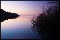 Bare shrub and ridge at sunset, Humboldt Lagoons State Park. California, USA ( color)