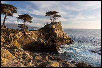 Monterey cypress on granite cliff. Pebble Beach, California, USA ( color)