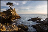 Lone Cypress, and cove, late afternoon. Pebble Beach, California, USA ( color)