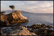 Salt-pruned Monterey cypress (macrocarpa) tree. Pebble Beach, California, USA ( color)
