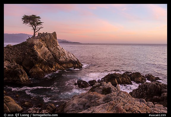 Lone Cypress tree at sunset. Pebble Beach, California, USA (color)