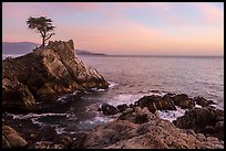 Lone Cypress tree at sunset. Pebble Beach, California, USA ( color)