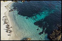 Aerial view of beach with marine life. Pebble Beach, California, USA ( color)