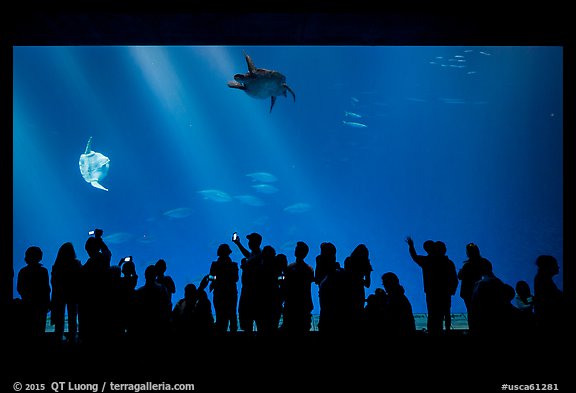 Tourists crowd outer ocean exhibit, Monterey Bay Aquarium. Monterey, California, USA (color)