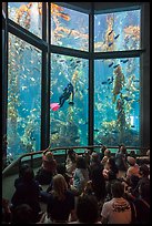 Tourists watch scuba diver feed fish in kelp forest tank. Monterey, California, USA ( color)