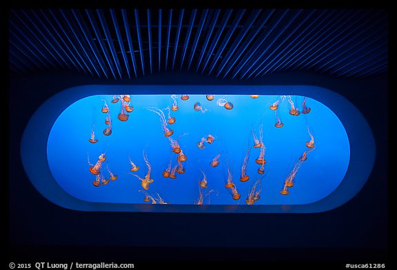 Jellyfish exhibit, Monterey Bay Aquarium. Monterey, California, USA (color)