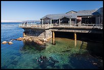 Observation deck and scuba divers, Monterey Bay Aquarium. Monterey, California, USA ( color)