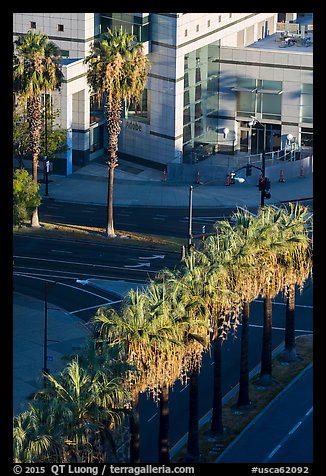 Palm trees, and street from above. San Jose, California, USA (color)