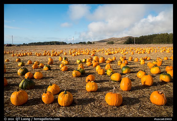 Pumpkins in field. Half Moon Bay, California, USA (color)