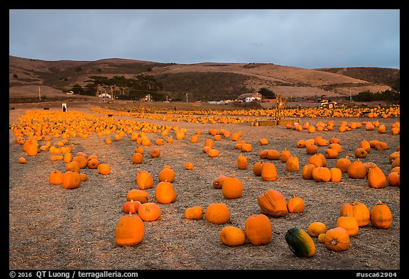 Pumpkin farm. Half Moon Bay, California, USA