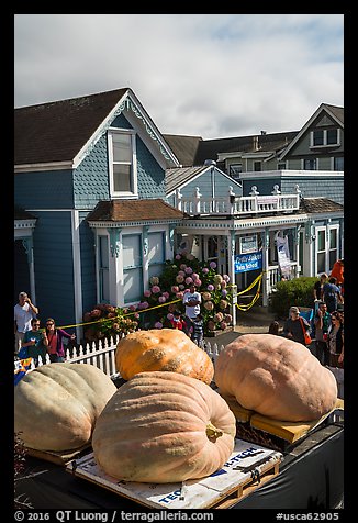 Giant pumpkins and houses. Half Moon Bay, California, USA