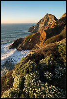 Devils slide with wildflowers, late afternoon. San Mateo County, California, USA ( color)