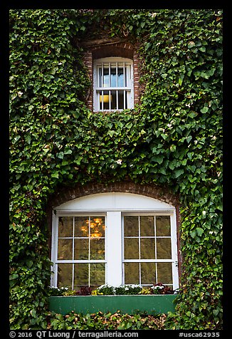 Windows with ivy, Korbel Champagne Cellars, Guerneville. California, USA (color)