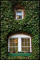 Windows with ivy, Korbel Champagne Cellars, Guerneville. California, USA ( color)