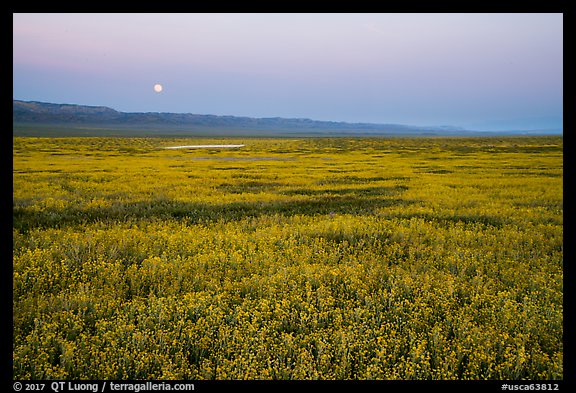Moonrise over field of goldfied flowers. Carrizo Plain National Monument, California, USA (color)