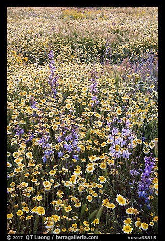 Mat of tidytips and larkspur flowers. Carrizo Plain National Monument, California, USA (color)